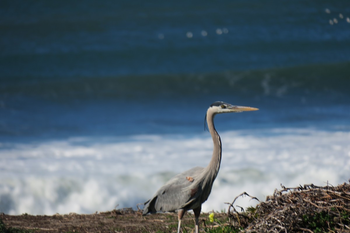 Grand Héron - ML648957926
