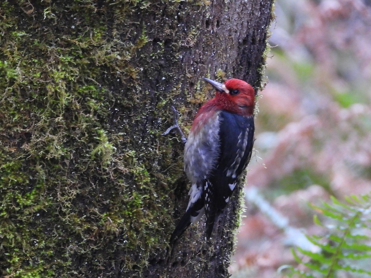 Pic à poitrine rouge - ML648957927