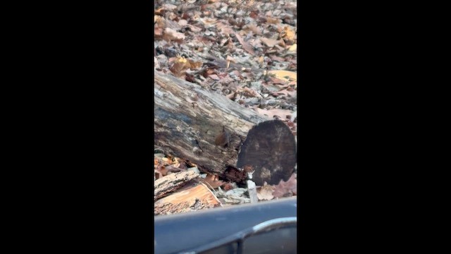 フユミソサザイ - ML648957931