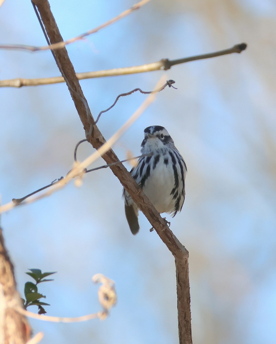 Paruline noir et blanc - ML648957932