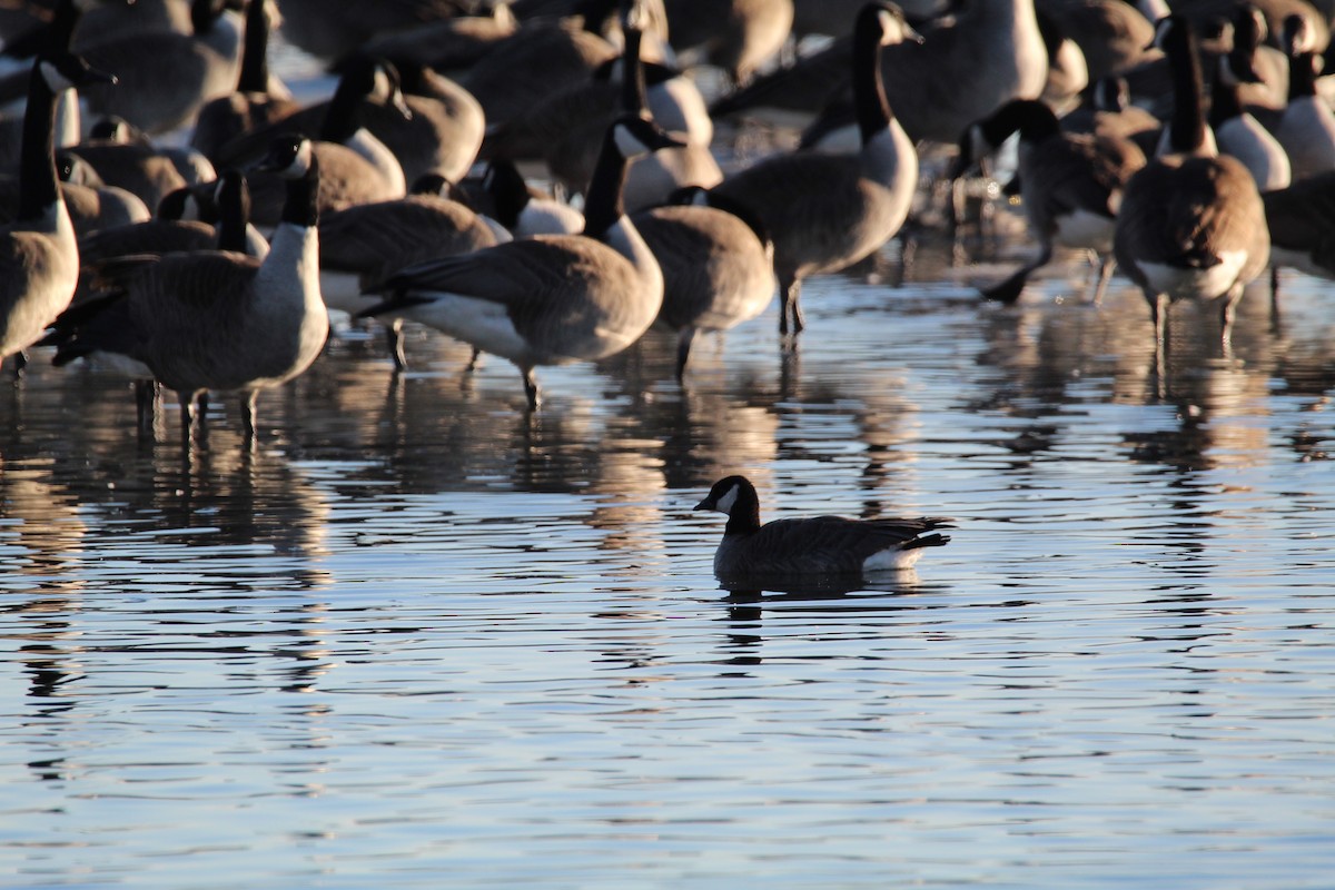 Bernache de Hutchins - ML648957936