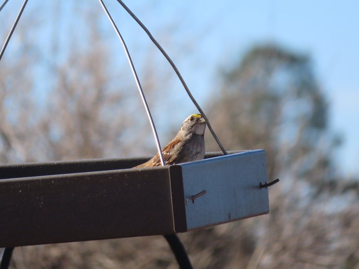 Bruant à gorge blanche - ML648957938