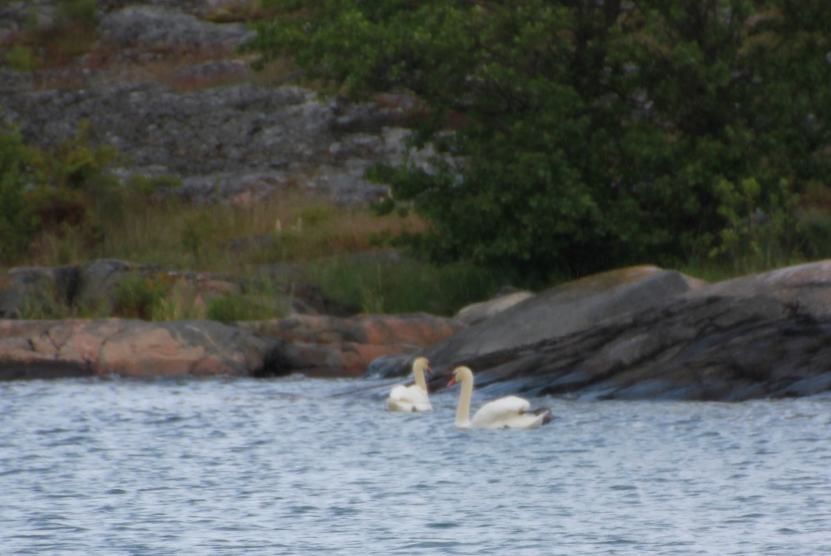 Cygne tuberculé - ML648957941