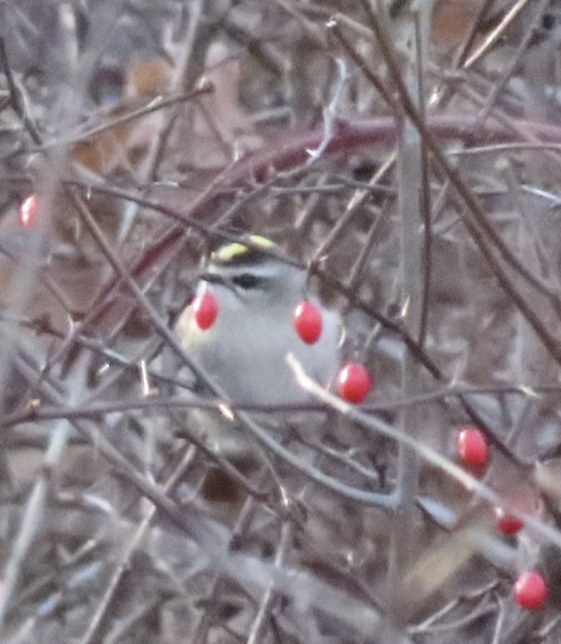 Roitelet à couronne dorée - ML648957944