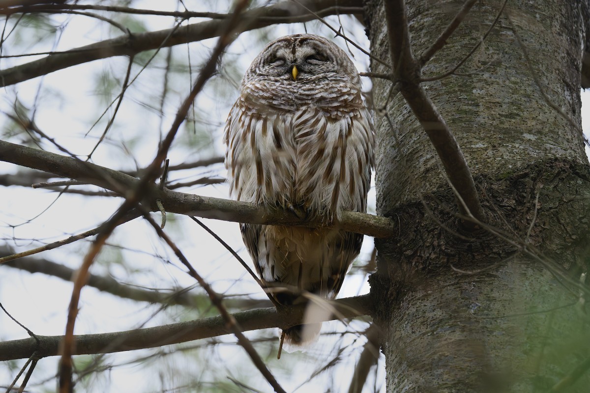 Chouette rayée - ML648957948