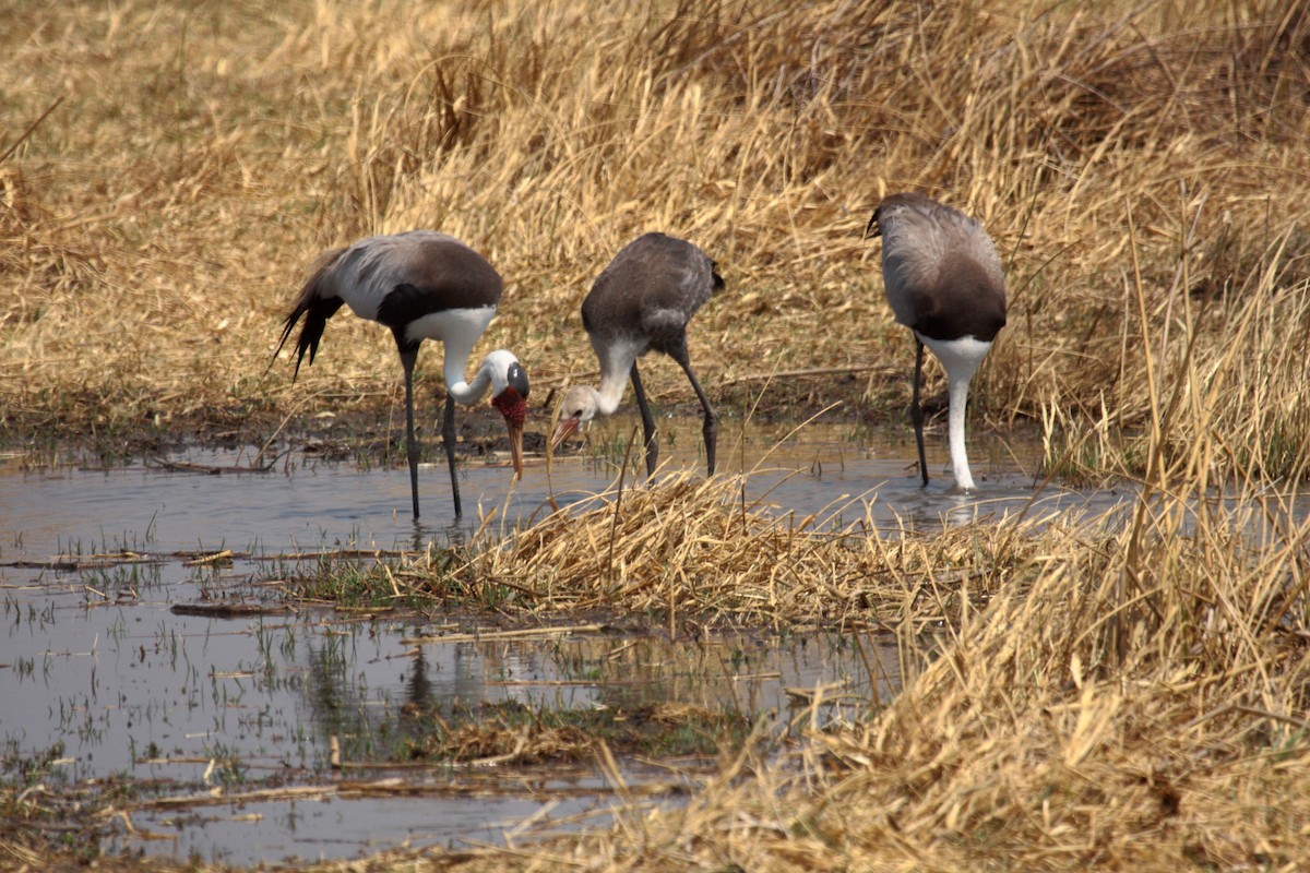 İbikli Turna - ML648957996