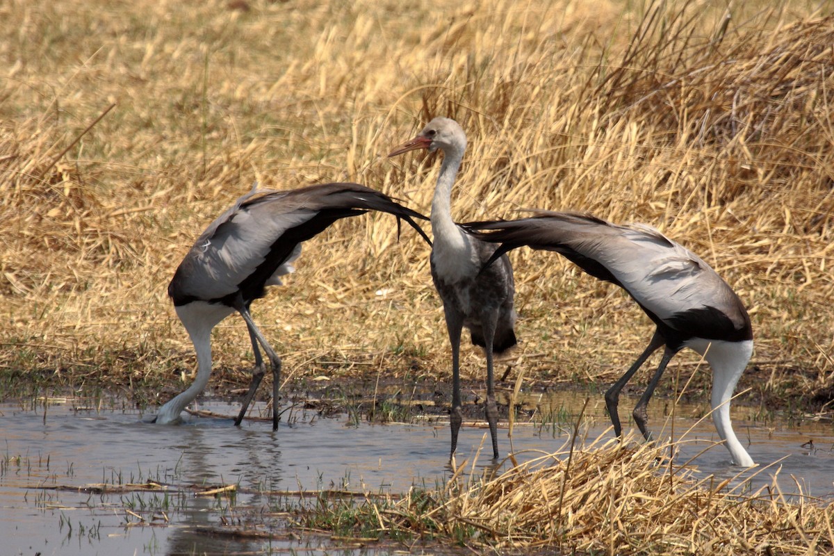 Wattled Crane - ML648957998