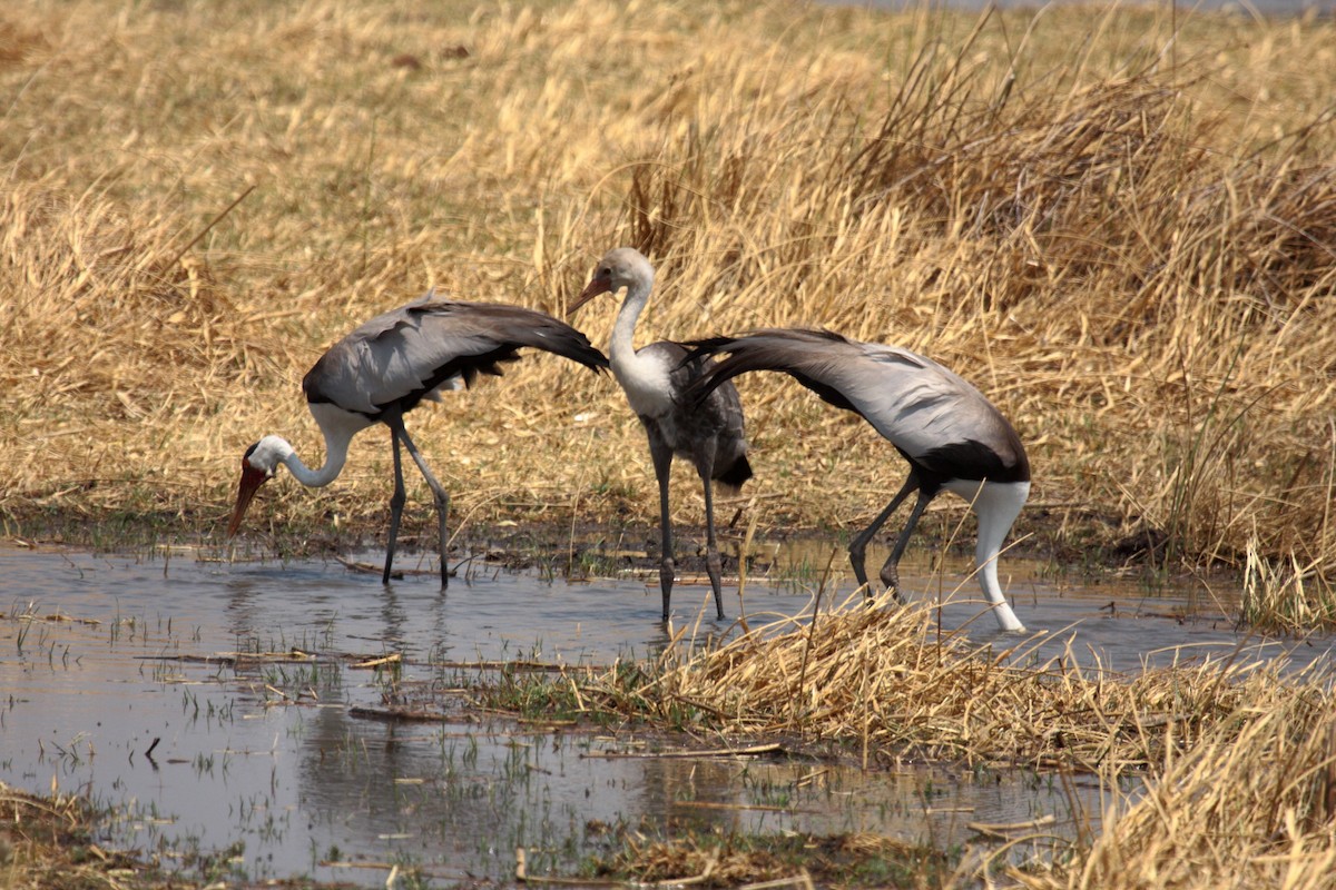 Wattled Crane - ML648957999