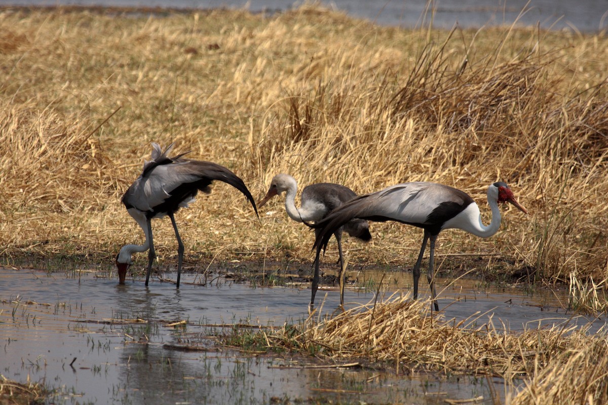 Wattled Crane - ML648958000