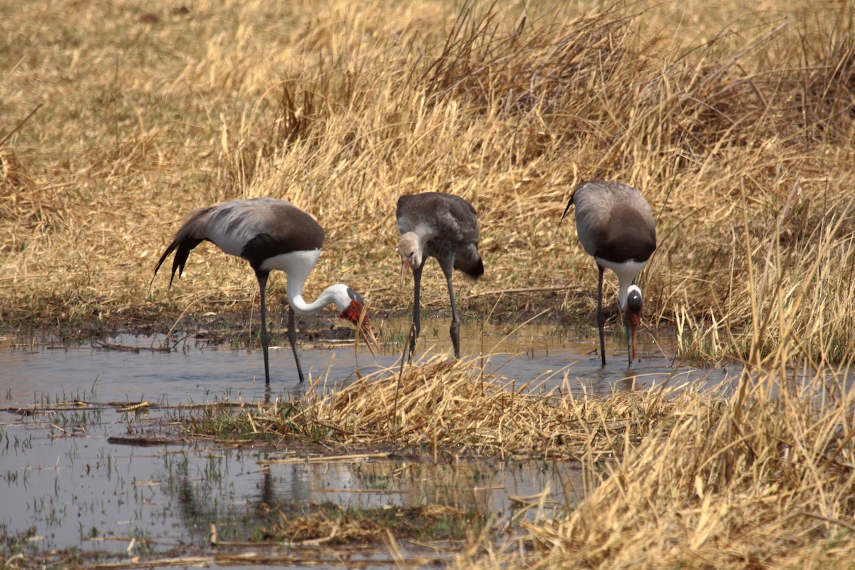Wattled Crane - Peter Kappes