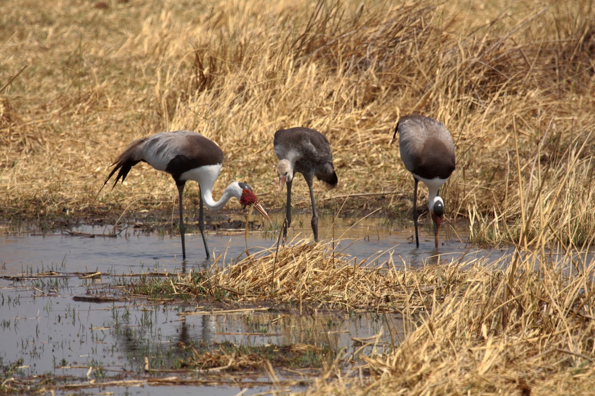 Wattled Crane - ML648958002