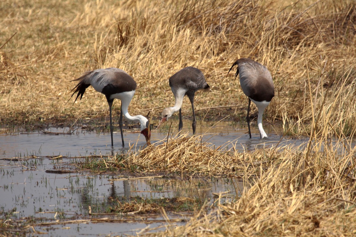 Wattled Crane - ML648958004