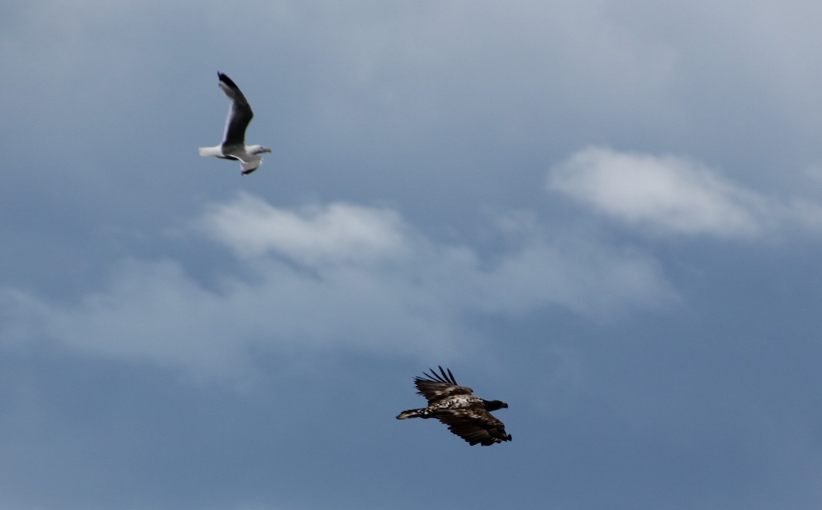 Lesser Black-backed Gull - ML648958021