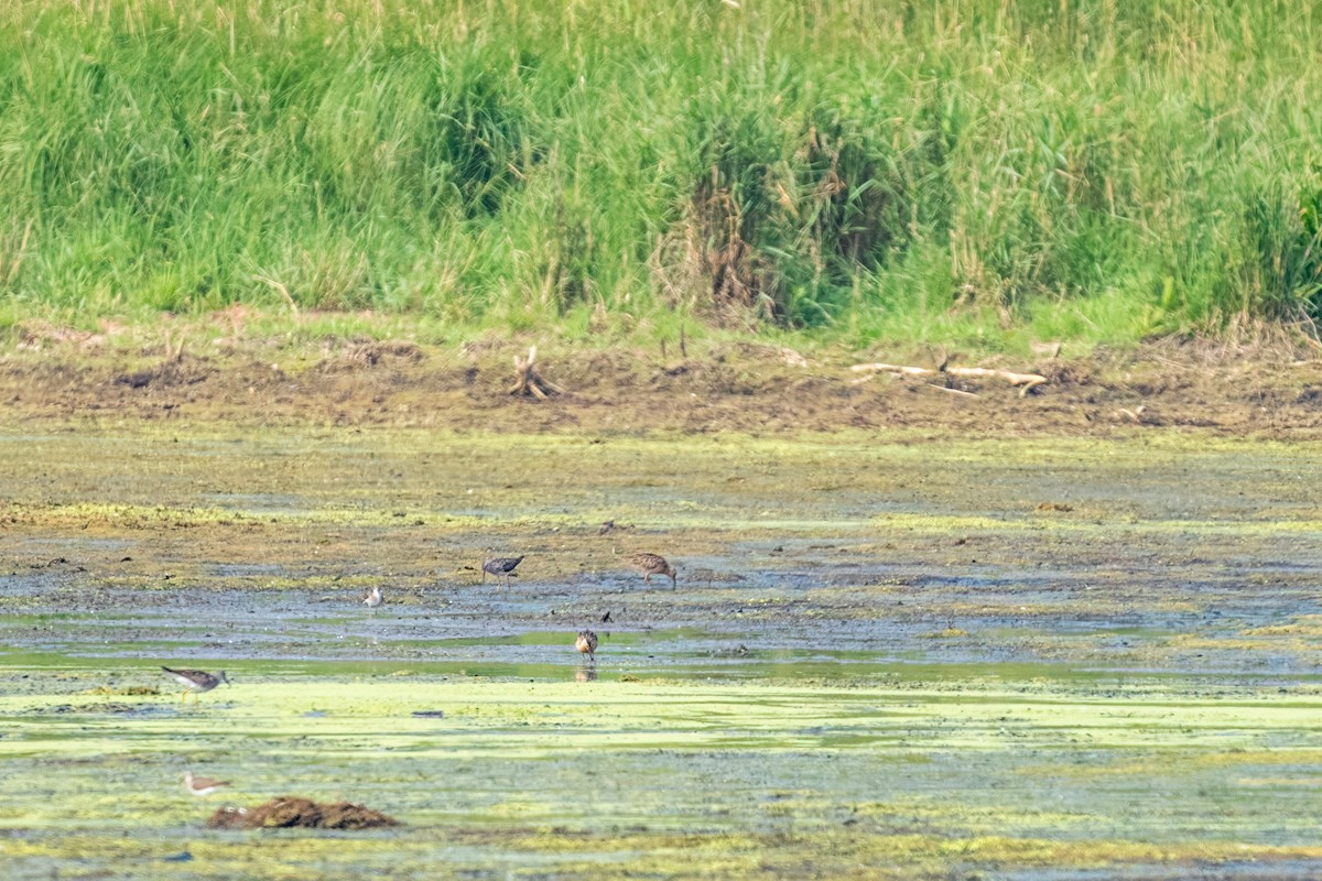 Stilt Sandpiper - ML648958027