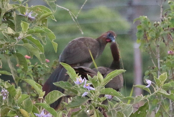 Малая чачалака - ML648958052