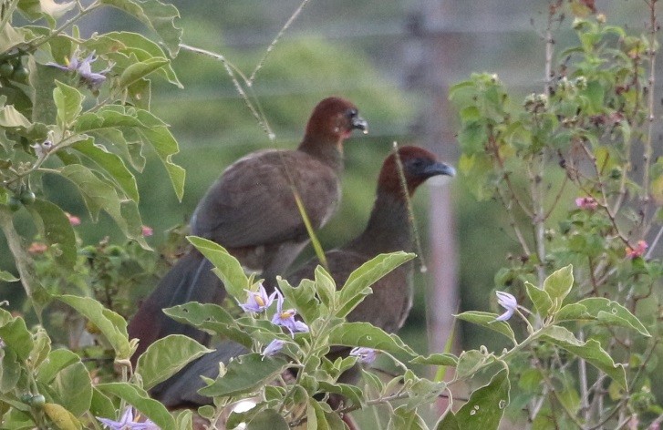 Малая чачалака - ML648958053