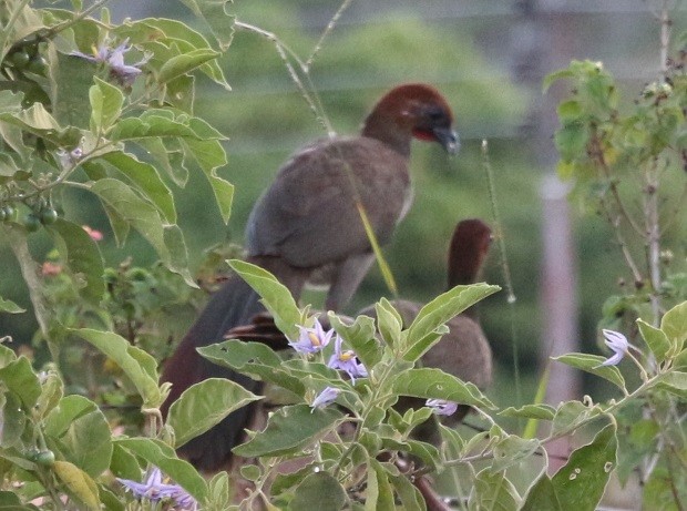 Малая чачалака - ML648958054