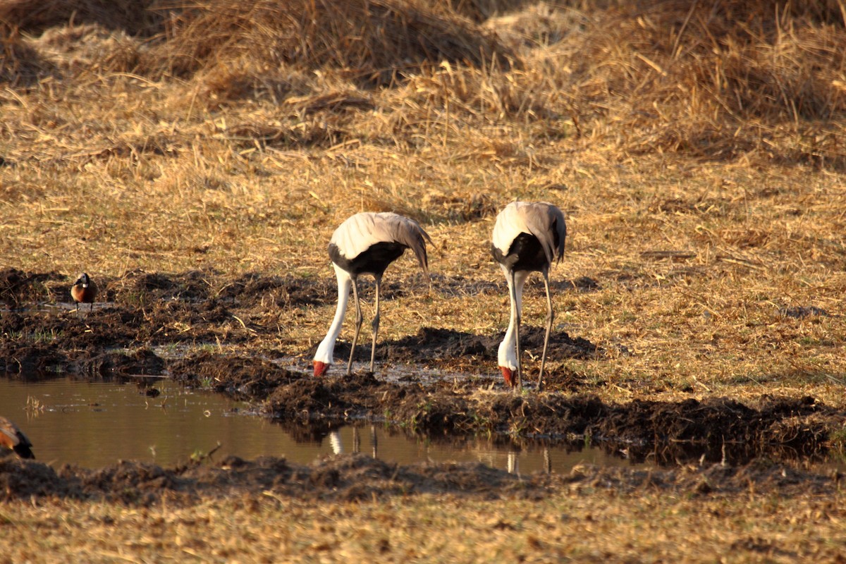 ホオカザリヅル - ML648958056