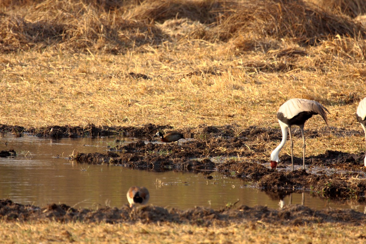 ホオカザリヅル - ML648958057