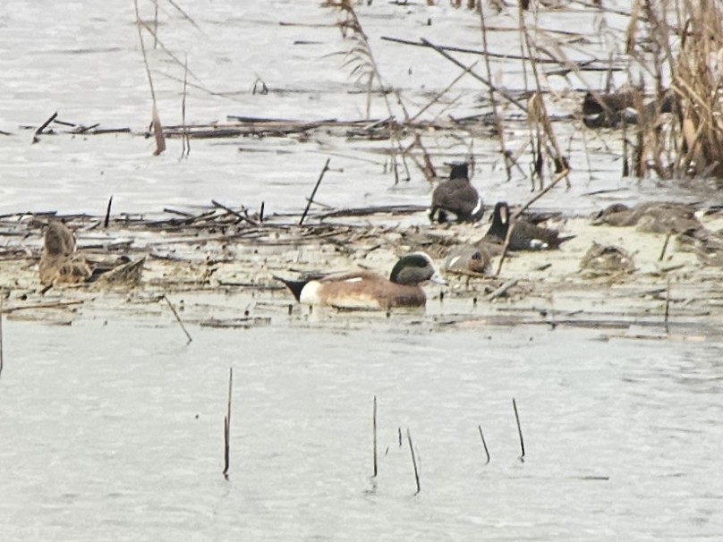 Kanadapfeifente - ML648958095