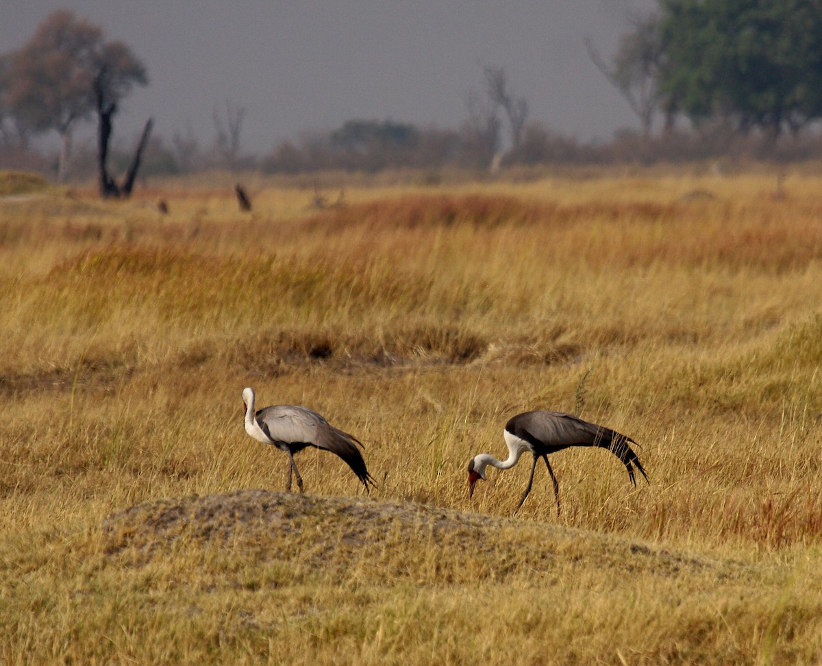 ホオカザリヅル - ML648958113