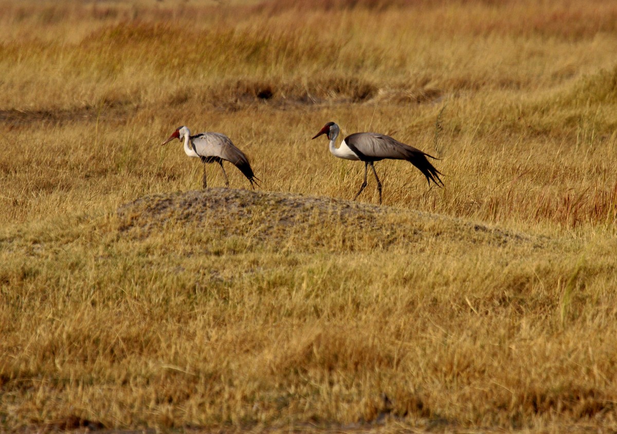 ホオカザリヅル - ML648958114