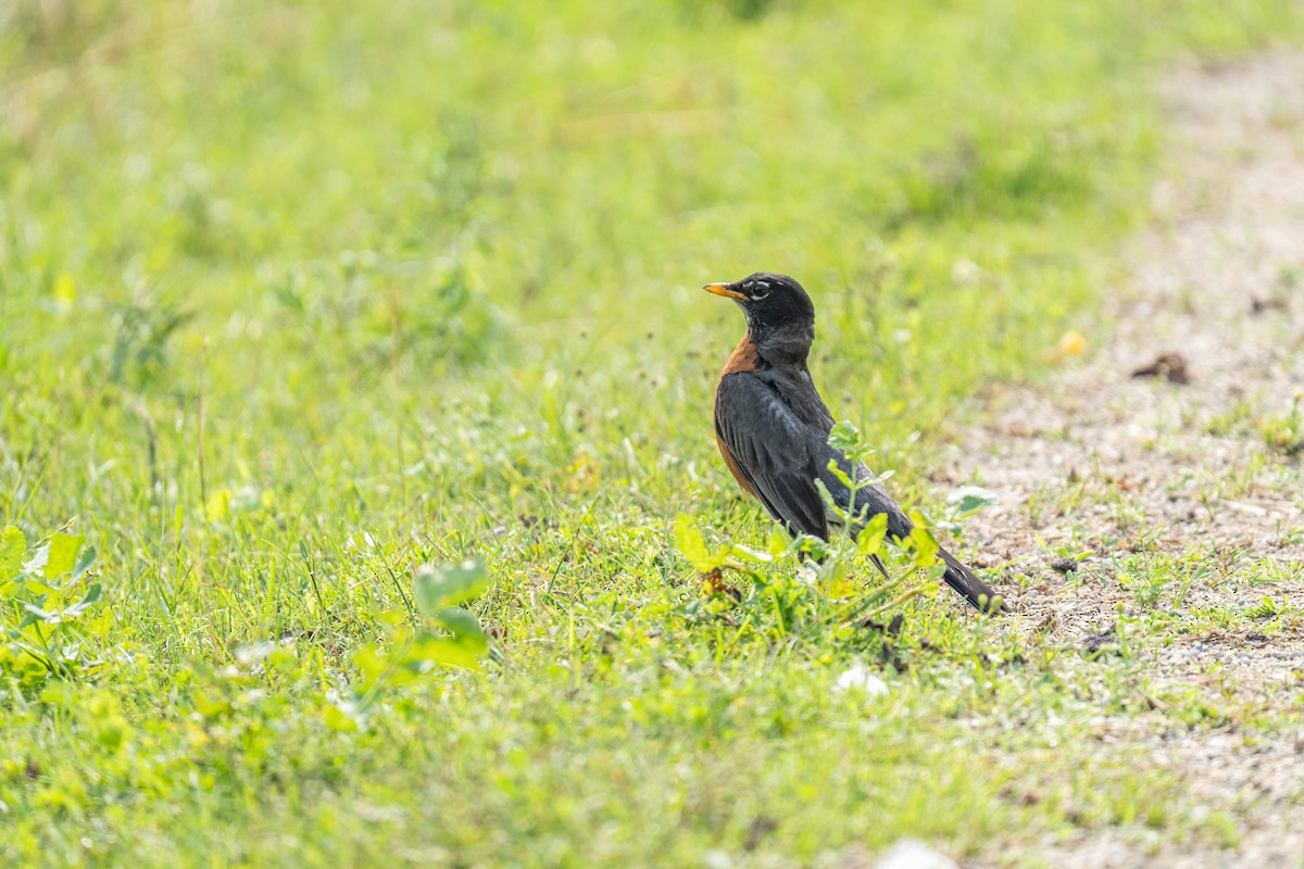 American Robin - ML648958331