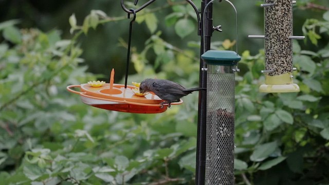 Gray Catbird - ML648958445