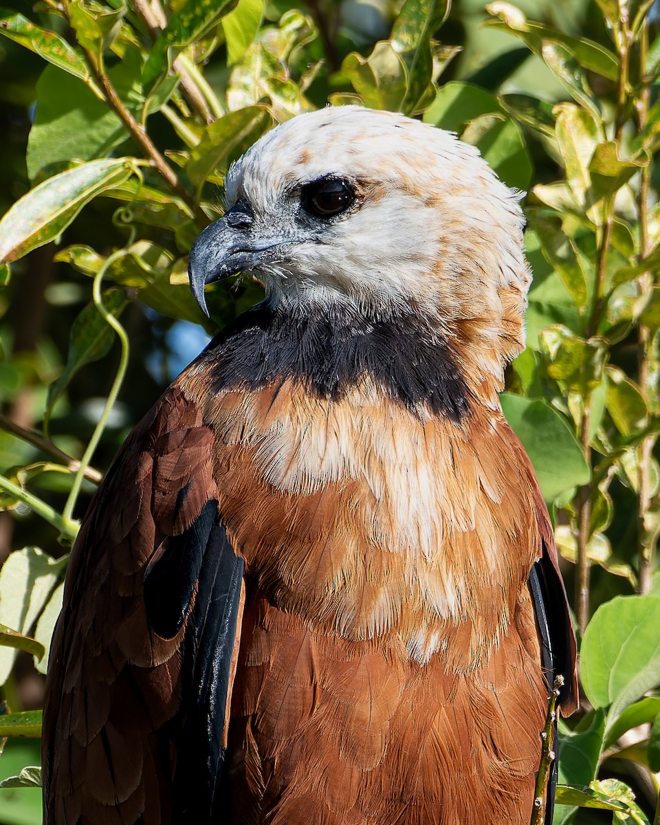Black-collared Hawk - ML648958502