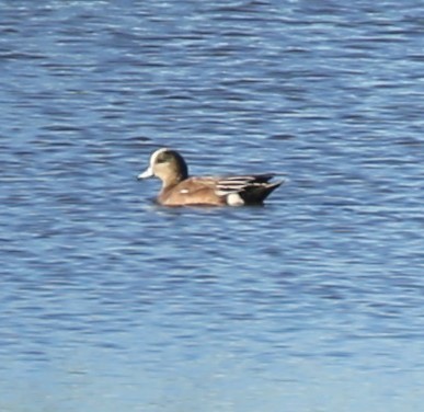 Kanadapfeifente - ML648958532