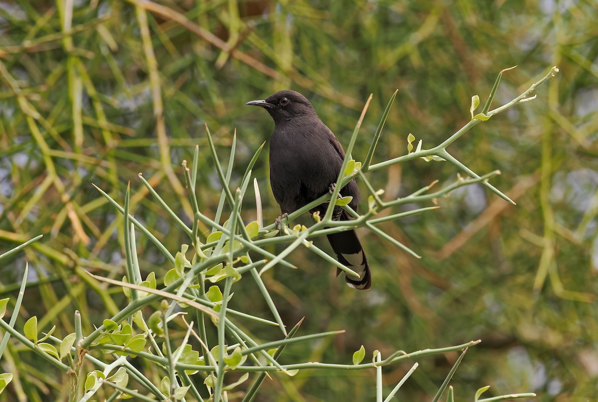 חמריה שחורה - ML648958540