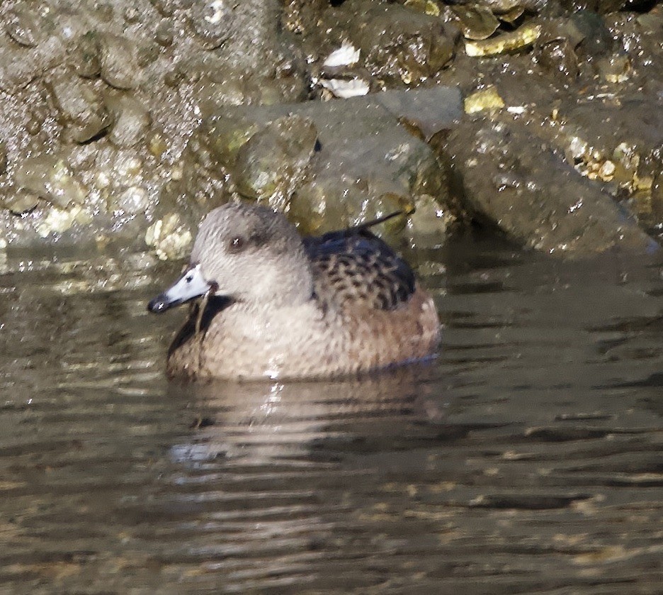 American Wigeon - don mcgregor