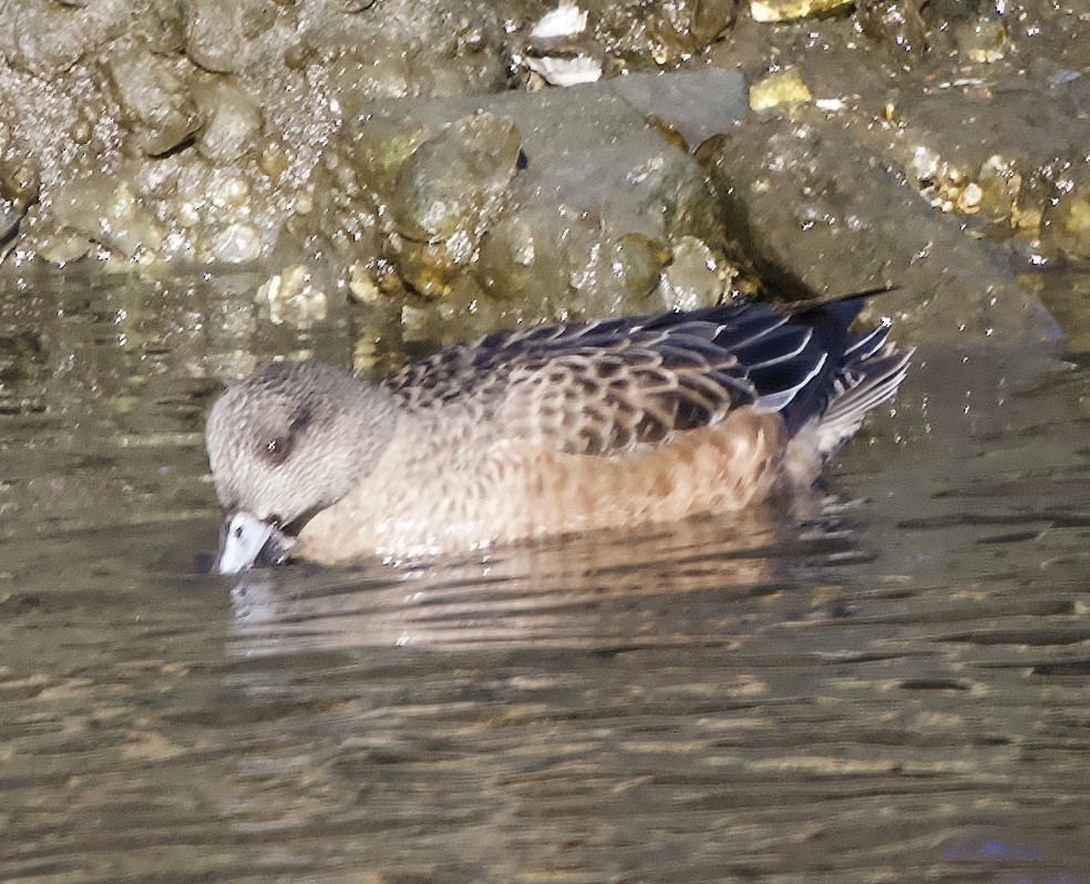 Kanadapfeifente - ML648958648