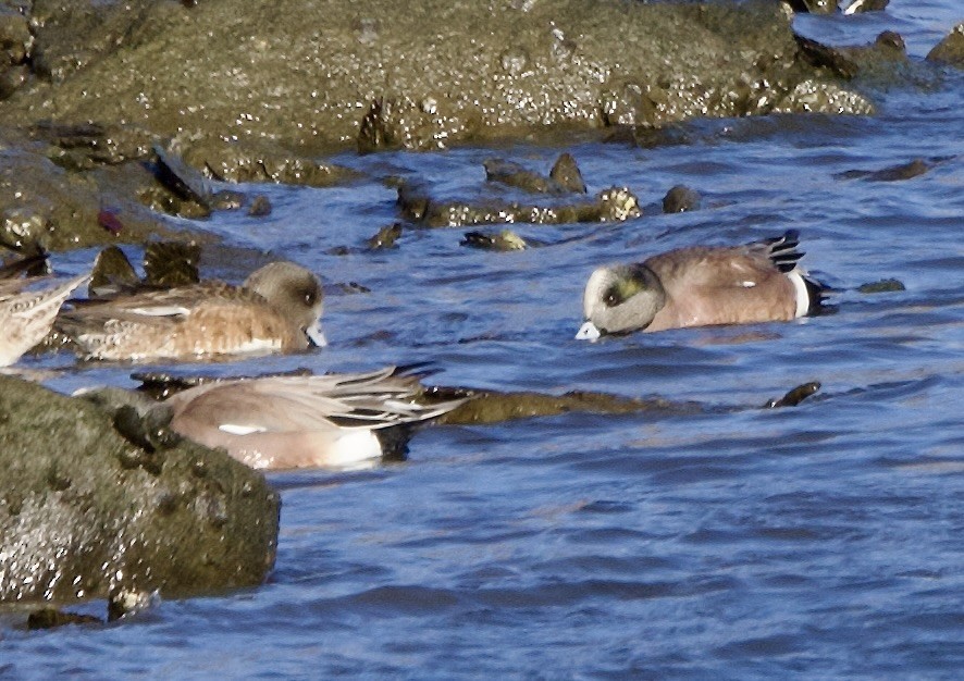 Kanadapfeifente - ML648958654