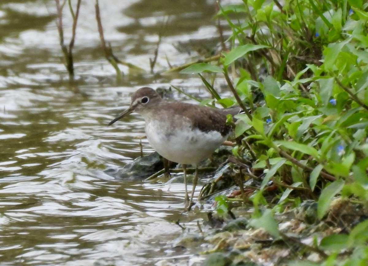 ביצנית בודדת - ML648959051