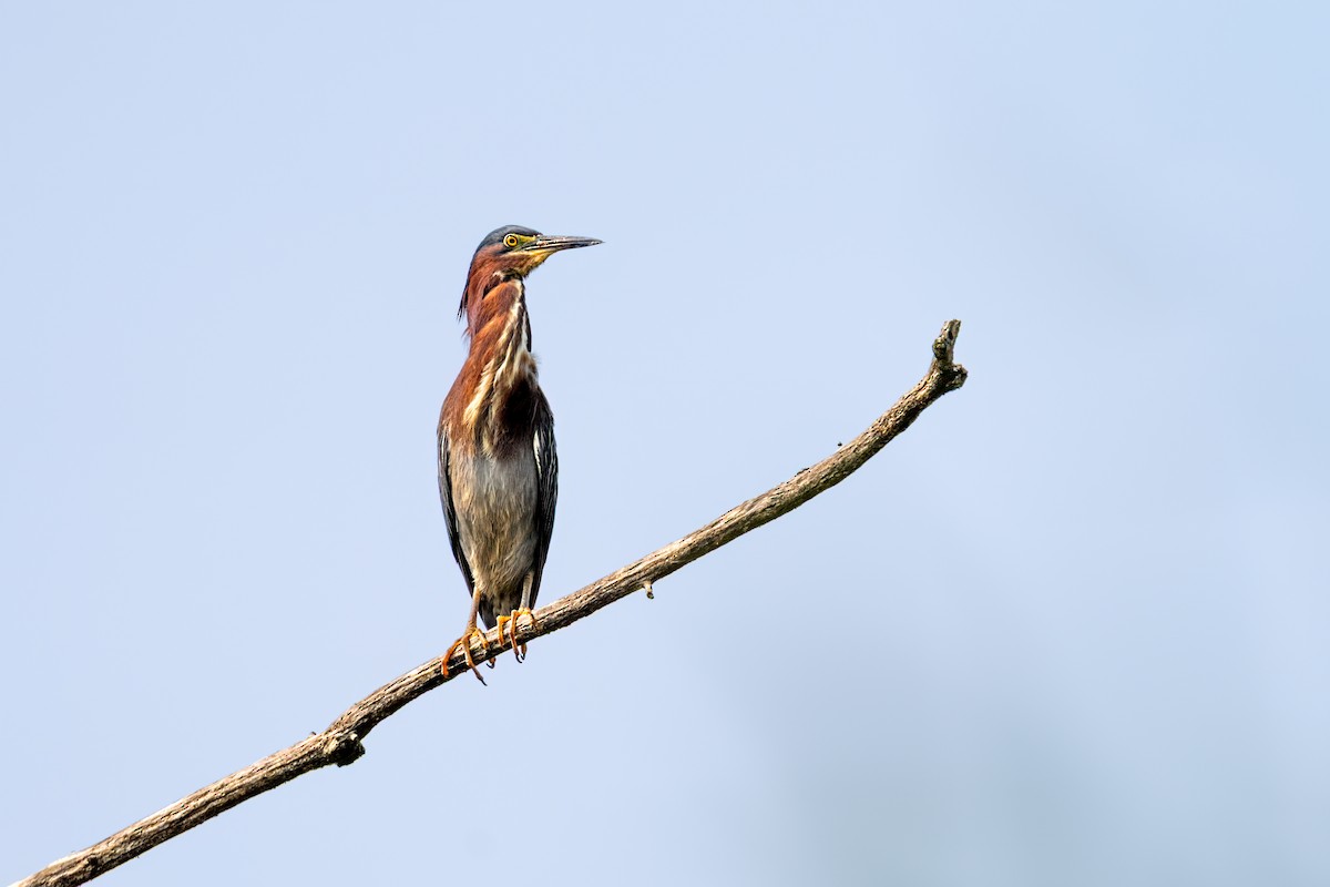 Green Heron - ML648959110