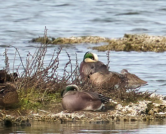 American Wigeon - Brooke Miller