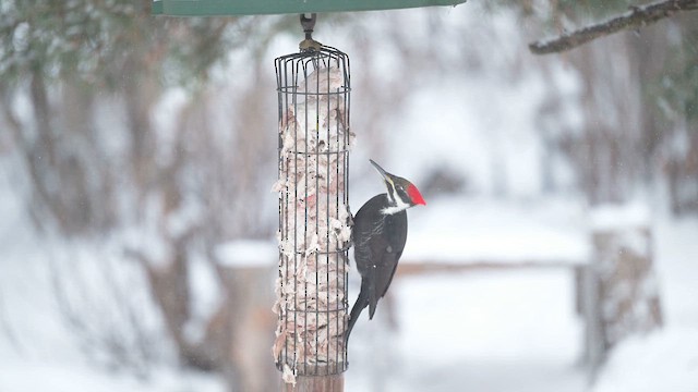 Хохлатая желна - ML648959342