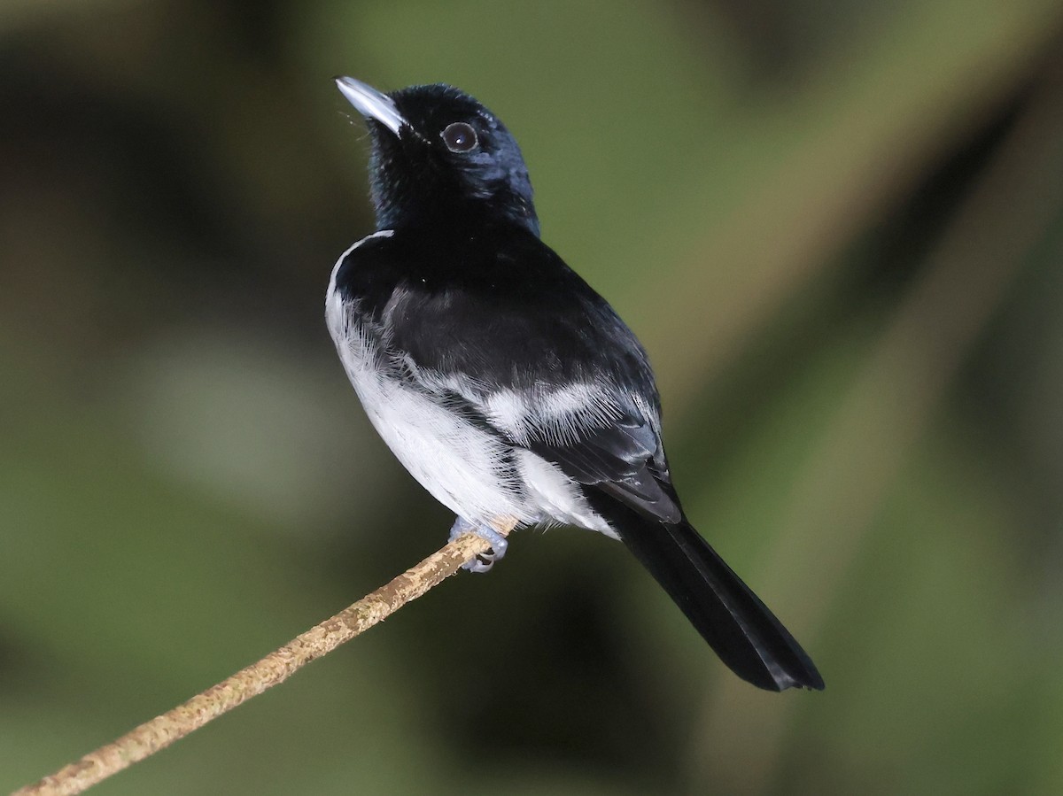 Hooded Monarch - ML648959517