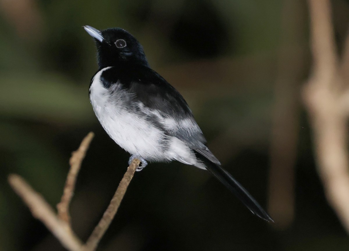 Hooded Monarch - ML648959518