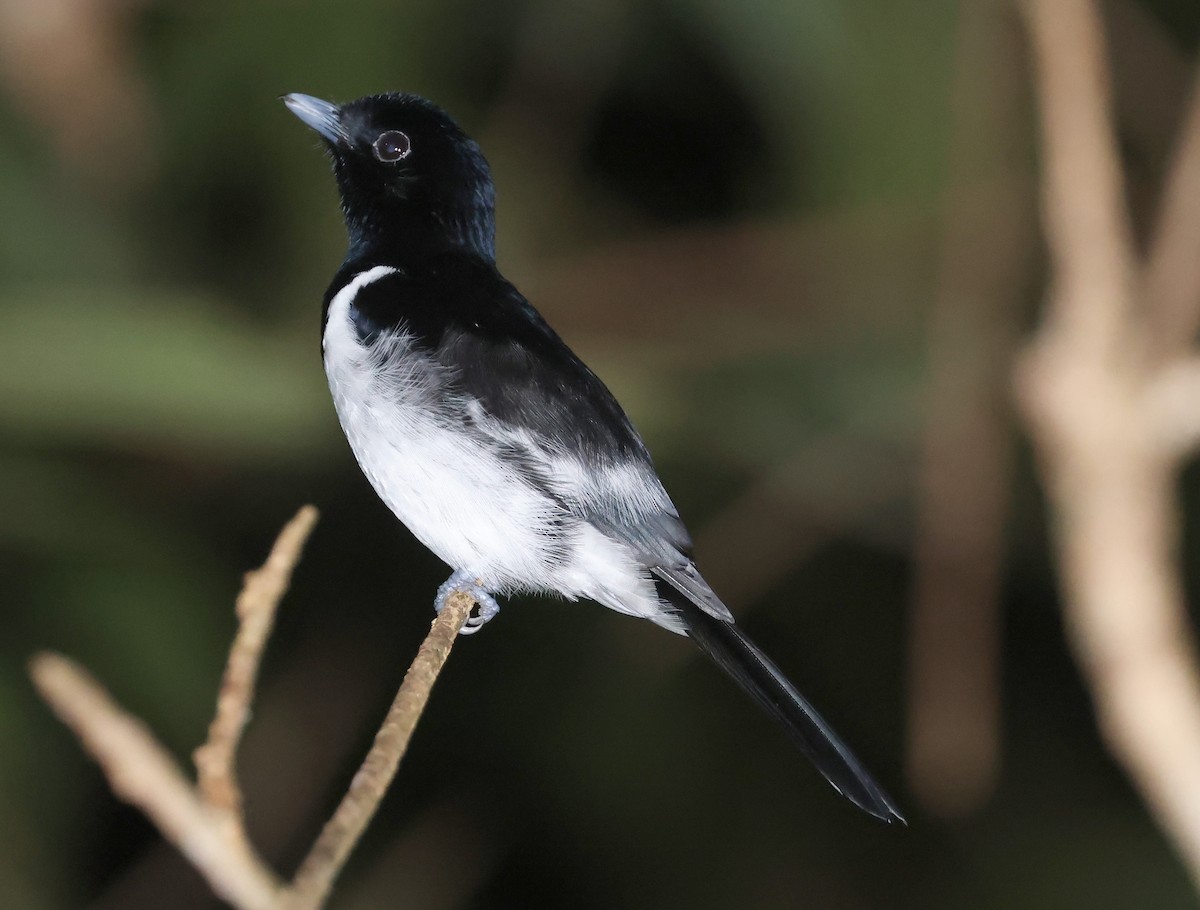 Hooded Monarch - ML648959519