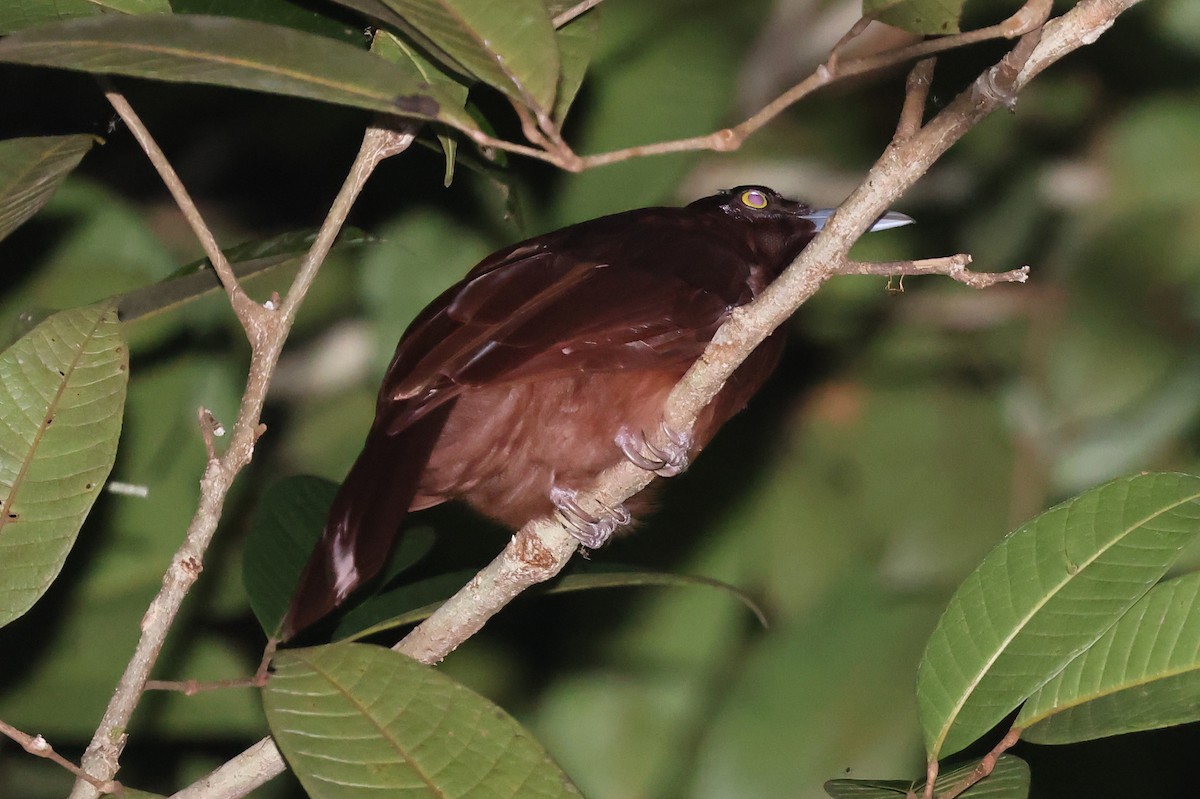 Greater Bird-of-Paradise - ML648959545