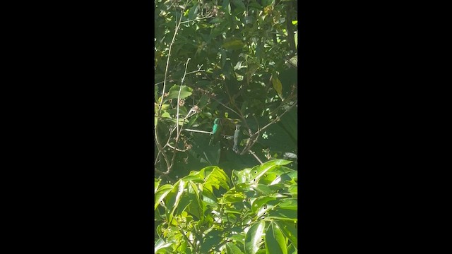 kolibříkovití sp. - ML648959710