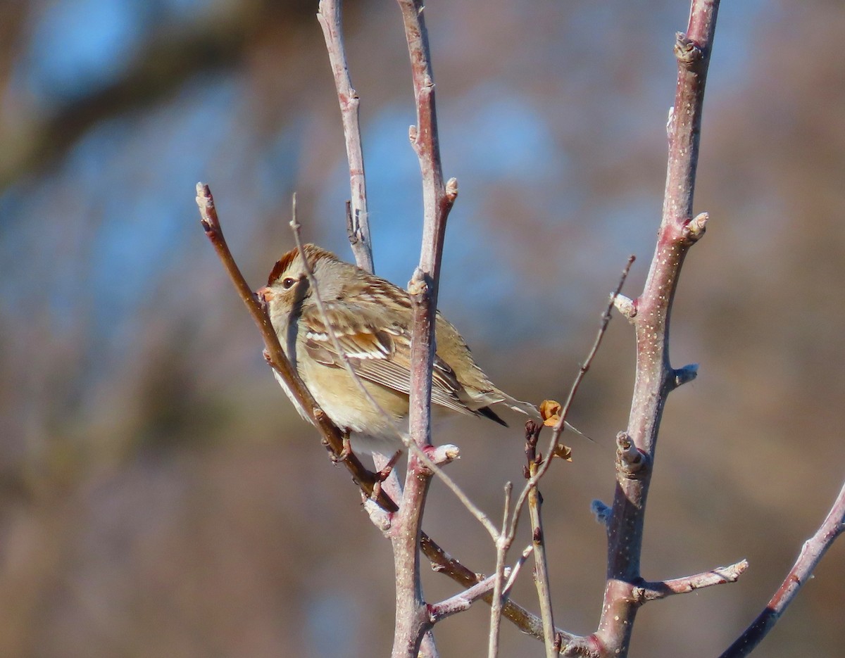 White-crowned Sparrow - ML648959816