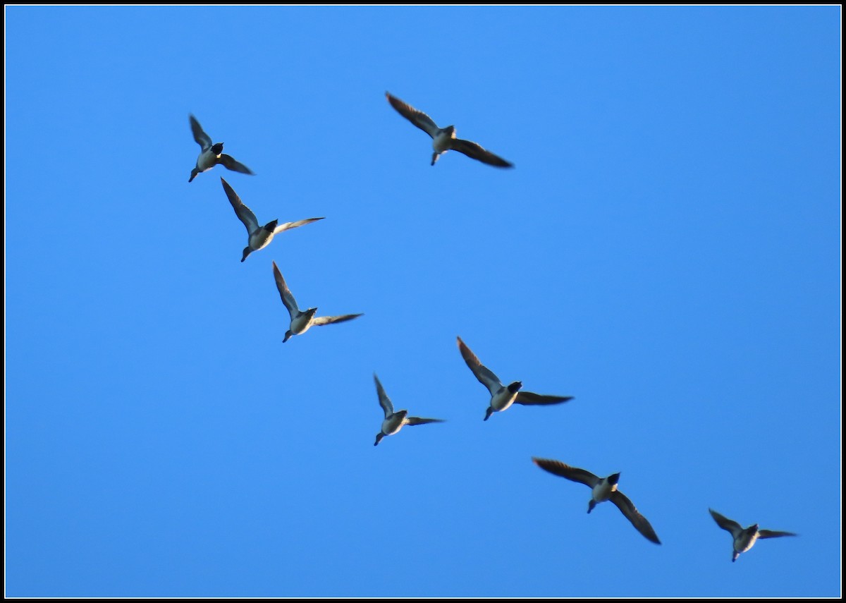 American Wigeon - Peter Gordon