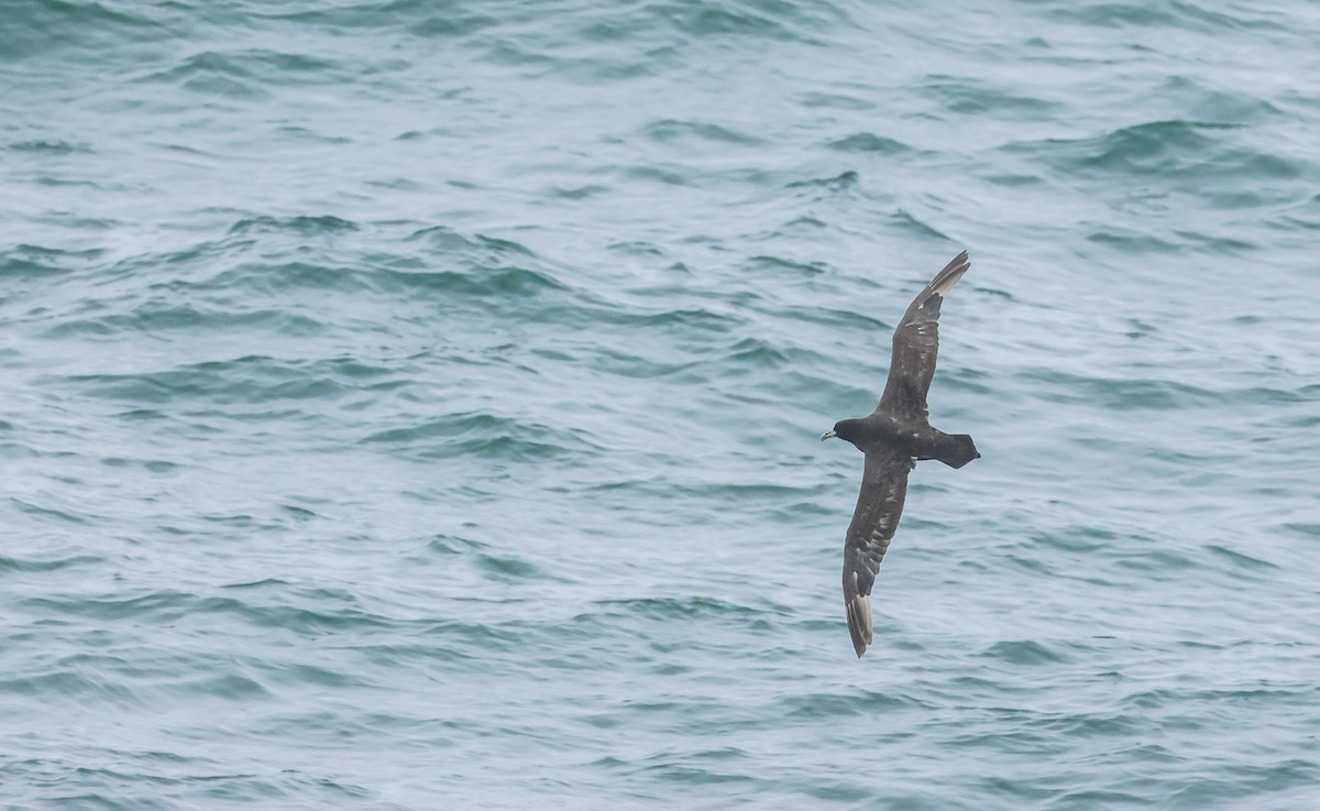 White-chinned Petrel - ML648960195