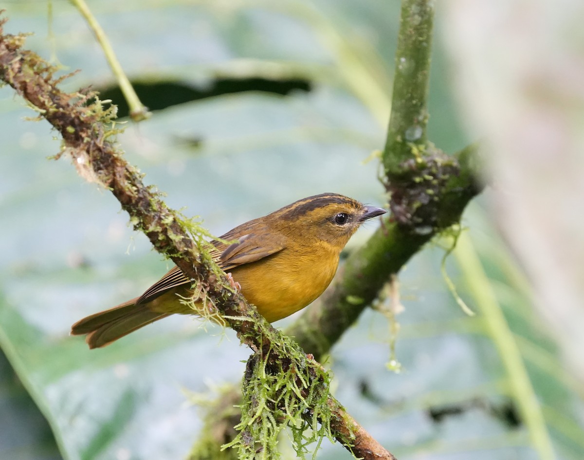 Chocówaldsänger - ML648960215