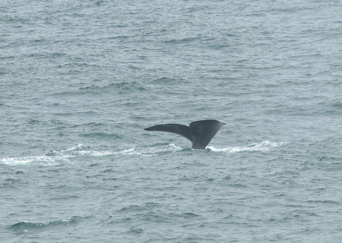 אובלנה דרומית - ML648960421