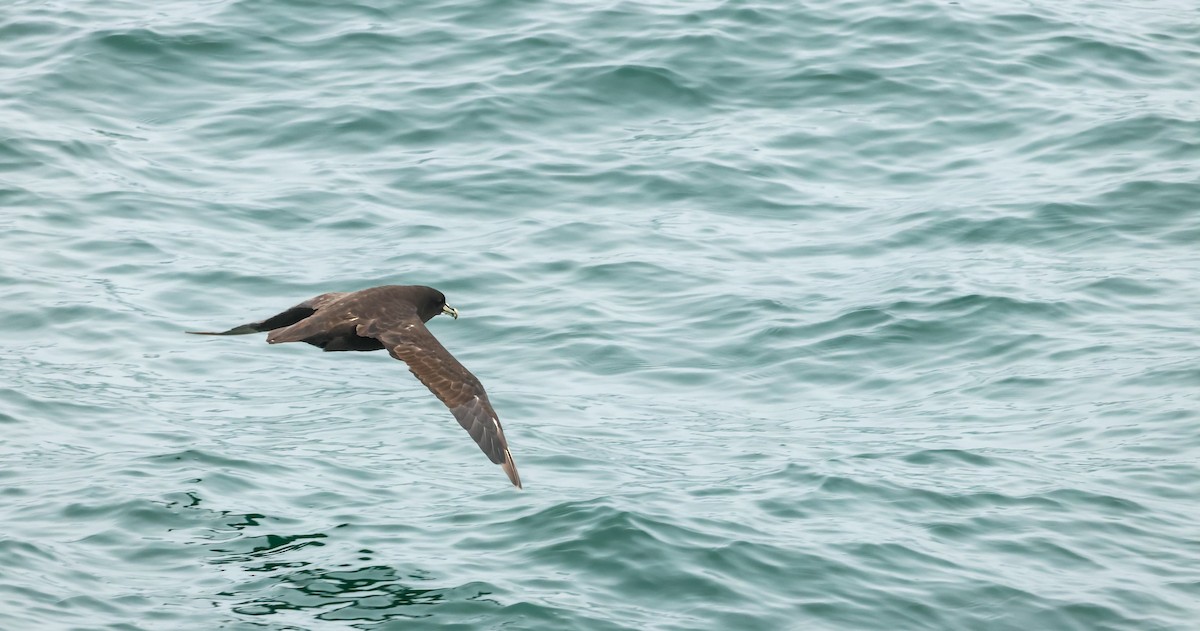 White-chinned Petrel - ML648960471