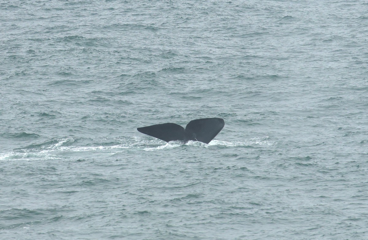 אובלנה דרומית - ML648960536